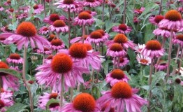 Echinacea - alternatíva k antibiotikám