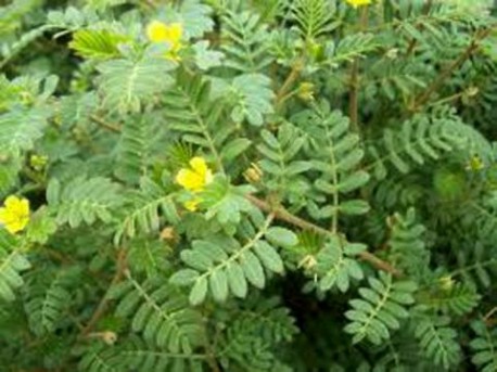 KOTVIČNÍK ZEMNÝ - TRIBULUS TERRESTRIS L.